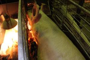 Farrowing crates at St Arnaud Piggery VIC - Australian pig farming - Captured at St Arnaud Piggery Units 2 & 3, St Arnaud VIC Australia.