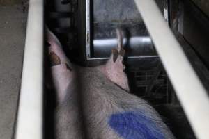 Farrowing crates at Deni Piggery NSW - Australian pig farming - Captured at Deni Piggery, Deniliquin NSW Australia.