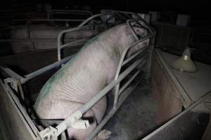 Farrowing crates at Deni Piggery NSW - Australian pig farming - Captured at Deni Piggery, Deniliquin NSW Australia.