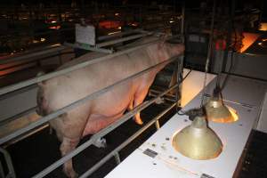 Farrowing crates at Sheaoak Piggery SA - Australian pig farming - Captured at Sheaoak Piggery, Shea-Oak Log SA Australia.