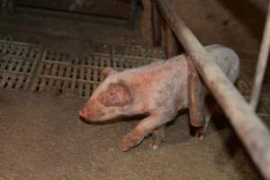 Piglets with mange - Australian pig farming - Captured at Korunye Park Piggery, Korunye SA Australia.