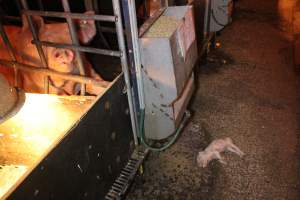 Dead piglet in aisle - Australian pig farming - Captured at Wasleys Tailem Bend Piggery, Tailem Bend SA Australia.