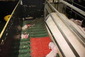 Half-eaten piglets - Australian pig farming - Captured at Dublin Piggery, Dublin SA Australia.