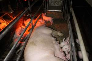 Farrowing crates at Finniss Park Piggery SA - Australian pig farming - Captured at Finniss Park Piggery, Mannum SA Australia.