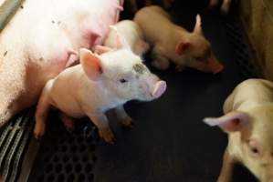 Farrowing crates at Yelmah Piggery SA - Australian pig farming - Captured at Yelmah Piggery, Magdala SA Australia.