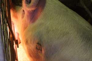 Farrowing crates at St Arnaud Piggery VIC - Australian pig farming - Captured at St Arnaud Piggery Units 2 & 3, St Arnaud VIC Australia.