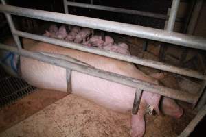Farrowing crates at Girgarre Piggery VIC - Australian pig farming - Captured at Girgarre Piggery, Girgarre VIC Australia.