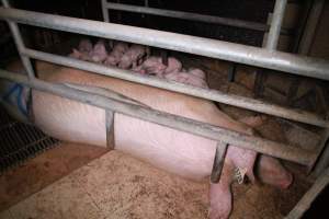 Farrowing crates at Girgarre Piggery VIC - Australian pig farming - Captured at Girgarre Piggery, Kyabram VIC Australia.