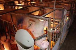 Farrowing crates at Huntly Piggery NSW - Australian pig farming - Captured at Huntly Piggery, Huntly North VIC Australia.