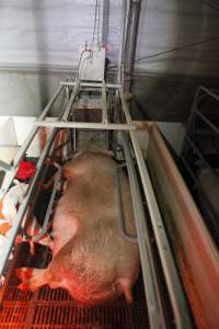 Farrowing crates at Mindarra Piggery WA - Australian pig farming - Captured at Mindarra Piggery (module 1), Boonanarring WA Australia.