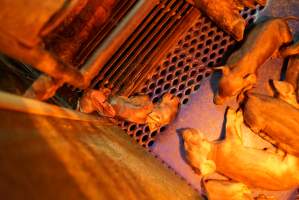 Farrowing crates at Yelmah Piggery SA - Australian pig farming - Captured at Yelmah Piggery, Magdala SA Australia.