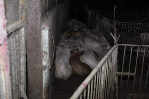 Grower/finisher pigs at Narrogin Piggery WA - Australian pig farming - Captured at Narrogin Piggery, Dumberning WA Australia.