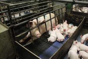 Farrowing crates at Bungowannah Piggery NSW - Australian pig farming - Captured at Bungowannah Piggery, Bungowannah NSW Australia.