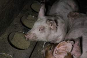 Grower pigs - Australian pig farming - Captured at Culcairn Piggery, Culcairn NSW Australia.