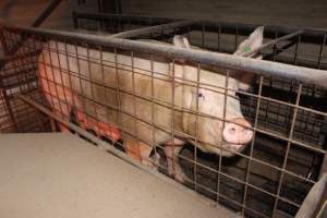 Farrowing crates at Willawa Piggery NSW - Australian pig farming - Captured at Willawa Piggery, Grong Grong NSW Australia.