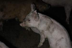 Grower pigs - Australian pig farming - Captured at Culcairn Piggery, Culcairn NSW Australia.