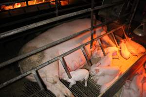 Farrowing crates at Finniss Park Piggery SA - Australian pig farming - Captured at Finniss Park Piggery, Mannum SA Australia.