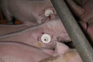 Piglets with ear tags - Australian pig farming - Captured at Wasleys Piggery, Pinkerton Plains SA Australia.