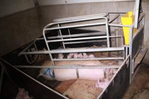 Farrowing crates at Girgarre Piggery VIC - Australian pig farming - Captured at Girgarre Piggery, Kyabram VIC Australia.