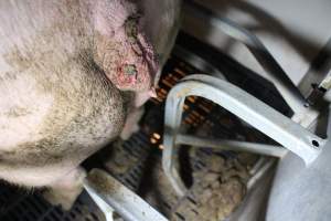 Farrowing crates at Sheaoak Piggery SA - Australian pig farming - Captured at Sheaoak Piggery, Shea-Oak Log SA Australia.