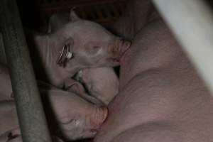 Piglets with ear tags - Australian pig farming - Captured at Wasleys Piggery, Pinkerton Plains SA Australia.