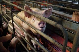 Farrowing crates at Yelmah Piggery SA - Australian pig farming - Captured at Yelmah Piggery, Magdala SA Australia.