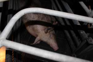 Farrowing crates at Selko Piggery NSW - Australian pig farming - Captured at Selko Piggery, Narrandera NSW Australia.