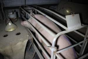 Farrowing crates at Deni Piggery NSW - Australian pig farming - Captured at Deni Piggery, Deniliquin NSW Australia.