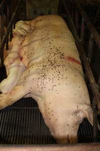 Sow covered in flies - Australian pig farming - Captured at Bungowannah Piggery, Bungowannah NSW Australia.