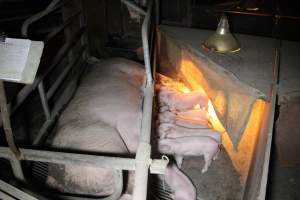 Farrowing crates at Deni Piggery NSW - Australian pig farming - Captured at Deni Piggery, Deniliquin NSW Australia.