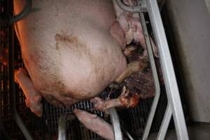 Farrowing crates at Sheaoak Piggery SA - Australian pig farming - Captured at Sheaoak Piggery, Shea-Oak Log SA Australia.