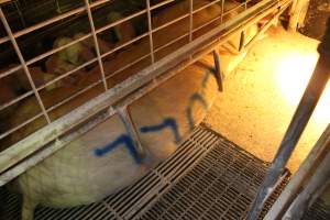 Sow with 'cull' spray-painted on her back - Australian pig farming - Captured at St Arnaud Piggery Units 2 & 3, St Arnaud VIC Australia.