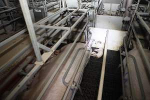 Farrowing crates at Mindarra Piggery WA - Australian pig farming - Captured at Mindarra Piggery (module 1), Boonanarring WA Australia.