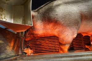 Farrowing crates at Yelmah Piggery SA - Australian pig farming - Captured at Yelmah Piggery, Magdala SA Australia.