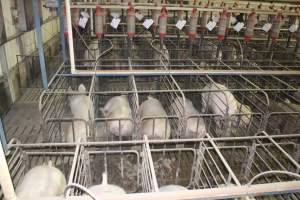 Sow stalls from above - Australian pig farming - Captured at Grong Grong Piggery, Grong Grong NSW Australia.