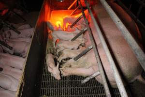 Farrowing crates at Finniss Park Piggery SA - Australian pig farming - Captured at Finniss Park Piggery, Mannum SA Australia.