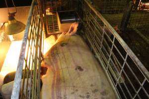 Farrowing crates at St Arnaud Piggery VIC - Australian pig farming - Captured at St Arnaud Piggery Units 2 & 3, St Arnaud VIC Australia.