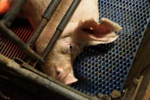 Farrowing crates at Yelmah Piggery SA - Australian pig farming - Captured at Yelmah Piggery, Magdala SA Australia.