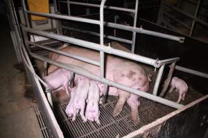 Farrowing crates at Girgarre Piggery VIC - Australian pig farming - Captured at Girgarre Piggery, Girgarre VIC Australia.