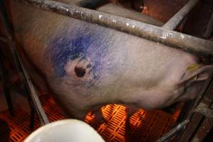 Sow with pressure sore - Australian pig farming - Captured at Huntly Piggery, Huntly North VIC Australia.