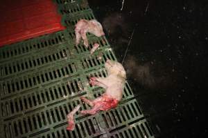 Half-eaten piglets - Australian pig farming - Captured at Dublin Piggery, Dublin SA Australia.