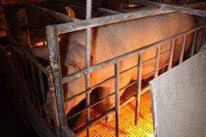 Farrowing crates at Huntly Piggery NSW - Australian pig farming - Captured at Huntly Piggery, Huntly North VIC Australia.