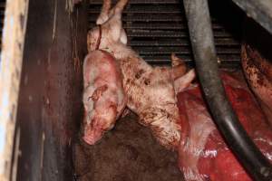 Farrowing crates at Selko Piggery NSW - Australian pig farming - Captured at Selko Piggery, Narrandera NSW Australia.