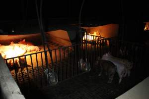 Weaner piglets - Australian pig farming - Captured at Culcairn Piggery, Culcairn NSW Australia.