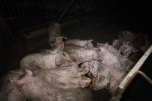 Grower/finisher pigs at Narrogin Piggery WA - Australian pig farming - Captured at Narrogin Piggery, Dumberning WA Australia.