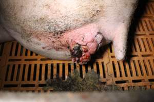 Farrowing crates at Wasleys Piggery SA - Australian pig farming - Captured at Wasleys Piggery, Pinkerton Plains SA Australia.