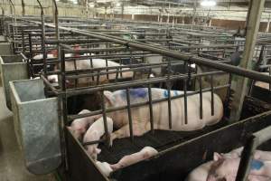 Farrowing crates at Bungowannah Piggery NSW - Australian pig farming - Captured at Bungowannah Piggery, Bungowannah NSW Australia.