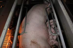 Farrowing crates at Sheaoak Piggery SA - Australian pig farming - Captured at Sheaoak Piggery, Shea-Oak Log SA Australia.