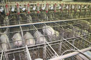 Sow stalls from above - Australian pig farming - Captured at Grong Grong Piggery, Grong Grong NSW Australia.