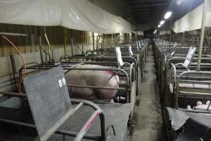 Farrowing crates at Nambeelup Piggery WA - Australian pig farming - Captured at Nambeelup Piggery, Nambeelup WA Australia.